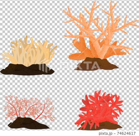 熱帯の海の綺麗なサンゴのイラスト素材