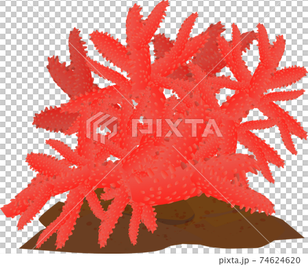 熱帯の海の綺麗な赤いサンゴのイラスト素材