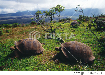 ガラパゴスゾウガメ 74624781