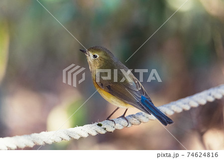 ロープに留まるルリビタキの若鳥のオス ロープに留まるルリビタキの若鳥のオス 74624816