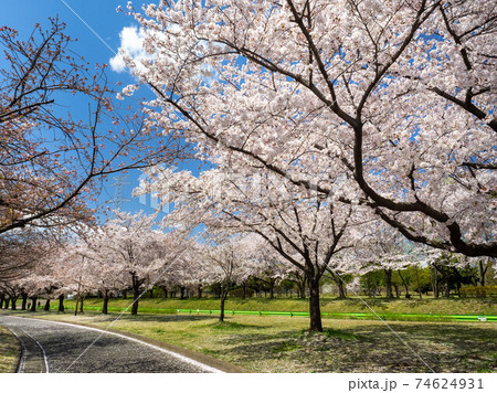 桜が満開の川越水上公園の写真素材