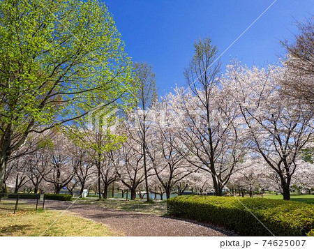 桜が満開の川越水上公園の写真素材