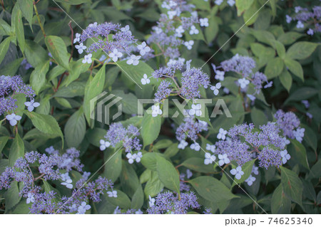 小さな花をつけるヤマアジサイ 小さな花をつけるヤマアジサイ 74625340