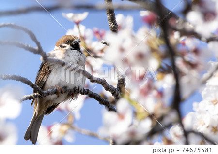 桜とすずめ 桜とすずめ 74625581