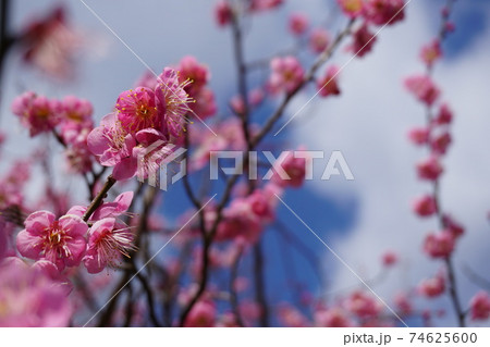 見上げた梅の花と青空	 74625600