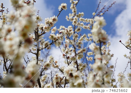見上げた梅の花と青空 見上げた梅の花と青空 74625602