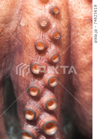 Octopus suction cups tentacles from sea wildlife 74625619