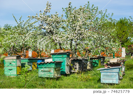 Apiary in apple orchard Apiary in apple orchard 74625779