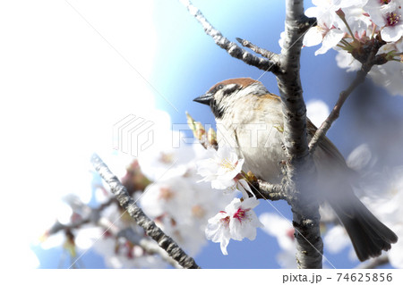 桜とすずめ 桜とすずめ 74625856