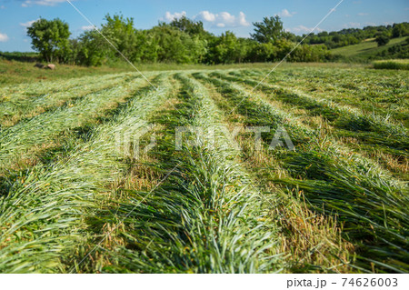 Work on an agricultural farm Work on an agricultural farm 74626003