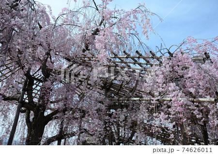 京都東山 桜咲く頃 京都東山 桜咲く頃 74626011