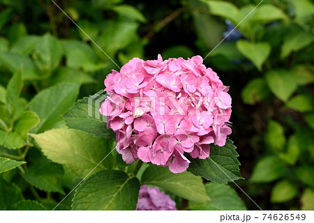 京都の藤森神社　紫陽花が満開 74626549