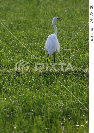 田んぼの畦道に仁王立ちの背中がかっこいいチュウサギ 74628200