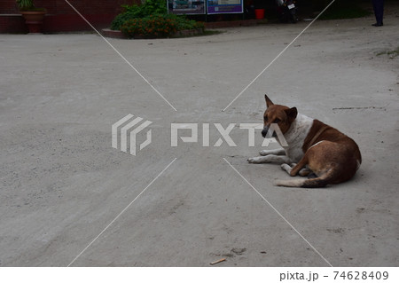 バングラデシュ　ダッカ郊外のショナルガオ　ショドルバリと呼ばれる民族博物館の建物　路上で休憩する犬 74628409