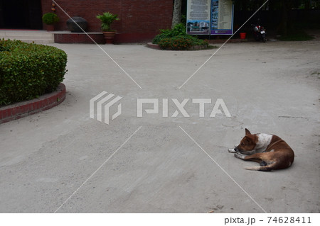 バングラデシュ　ダッカ郊外のショナルガオ　ショドルバリと呼ばれる民族博物館の建物　路上で休憩する犬 74628411