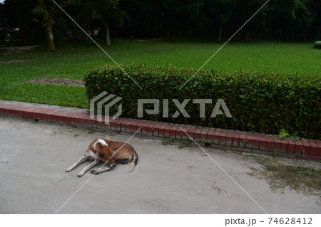 バングラデシュ　ダッカ郊外のショナルガオ　ショドルバリと呼ばれる民族博物館　路上で休憩する犬 74628412