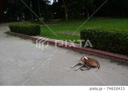 バングラデシュ　ダッカ郊外のショナルガオ　ショドルバリと呼ばれる民族博物館　路上で休憩する犬 74628413