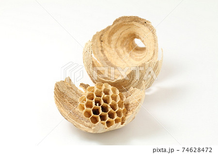 人気定番新作蜂の巣　スズメバチ　徳利　模様　キレイ　希少　5月16日採取 置物、オブジェ