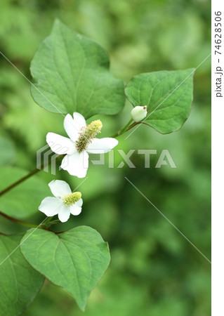 自然の中に咲く白い小花 ドクダミの花の写真素材