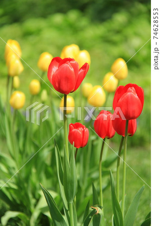 芝生の中に咲く赤と黄色のチューリップ 芝生の中に咲く赤と黄色のチューリップ 74628553