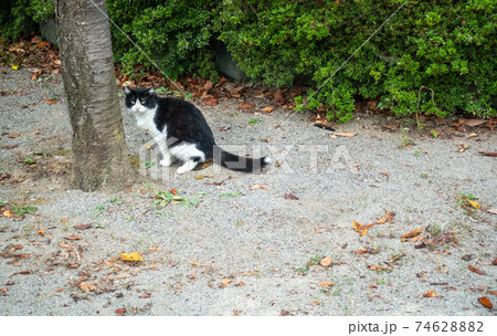 公園の端で糞をしている野良猫の写真 公園の端で糞をしている野良猫の写真 74628882