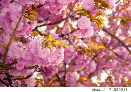 pink blossoming sakura tree. blooming cherry flowers on the branch in springtime. close up botanical background pink blossoming sakura tree. blooming cherry flowers on the branch in springtime. close up botanical background 74629013