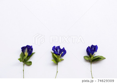 blue flower butterfly pea local flora of asia arrangement flat lay postcard style blue flower butterfly pea local flora of asia arrangement flat lay postcard style 74629309