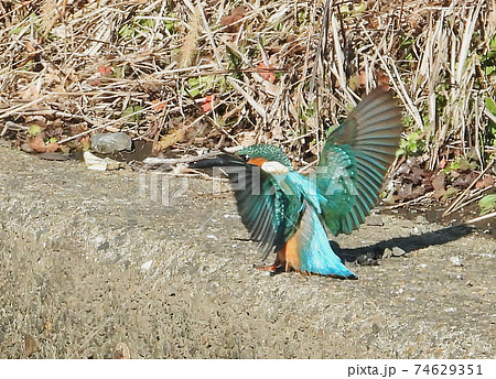 着地したカワセミ 74629351