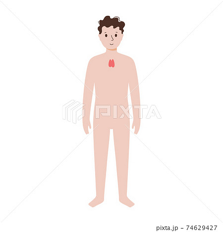 Internal organs in male body Internal organs in male body 74629427