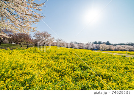 「群馬県」赤城南面千本桜 桜と菜の花の美しい風景 「群馬県」赤城南面千本桜 桜と菜の花の美しい風景 74629535