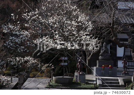 ＜神奈川県＞鎌倉市・長谷寺の梅 74630072