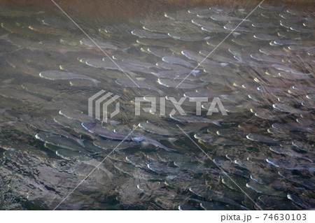 A seasonal migration of Japanese Bora fish, Flathead Mullet in a canal off Tokyo Bay in Japan A seasonal migration of Japanese Bora fish, Flathead Mullet in a canal off Tokyo Bay in Japan 74630103