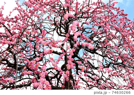 ＜神奈川県＞鎌倉市・長谷寺の梅 74630266