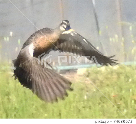 カルガモのダイナミック飛翔 74630672