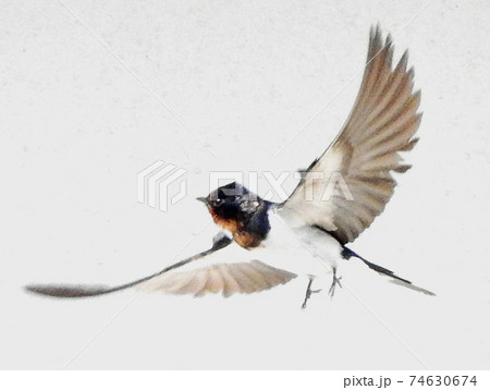 翼をいっぱいに広げて飛ぶツバメ 74630674