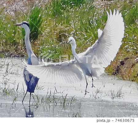 翼をいっぱいに広げた白鷺 74630675