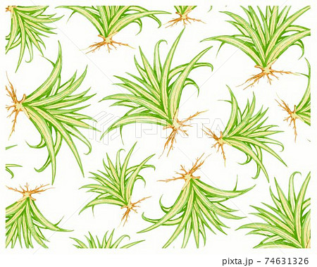 Illustration of Pandanus Veitchii or Agave Plants Background Illustration of Pandanus Veitchii or Agave Plants Background 74631326