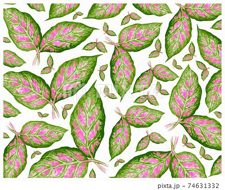 Illustration Fresh Aglaonema or Dieffenbachia Leaves Background Illustration Fresh Aglaonema or Dieffenbachia Leaves Background 74631332