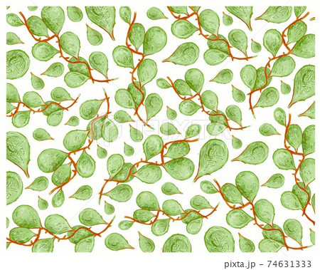 Dischidia Imbricata Creeper Plants on White Background Dischidia Imbricata Creeper Plants on White Background 74631333