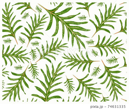 Illustration of Phymatosorus Scolopendria or Monarch Ferns Background 74631335