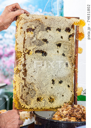 The beekeeper checking the honeycomb frame 74631802