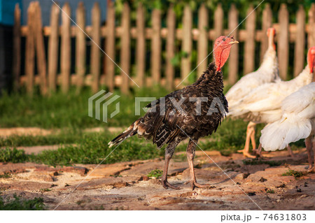turkeys in the yard 74631803