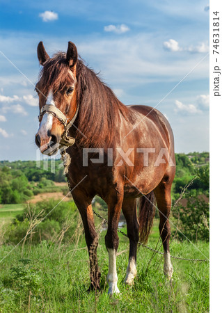 Beautiful red horse on a summer field 74631814