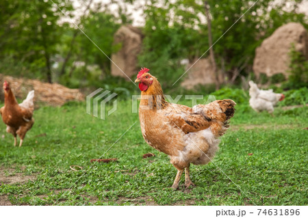 rooster and chickens 74631896