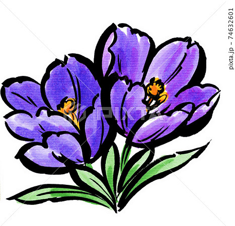 クロッカス21217pix7 74632601