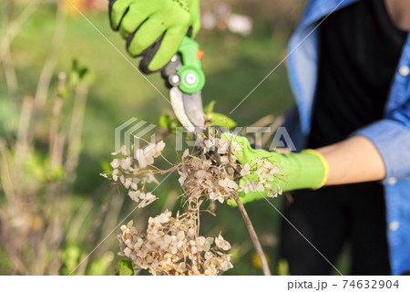 Gardener with garden shears cuts dry branches on spring hydrangea bush Gardener with garden shears cuts dry branches on spring hydrangea bush 74632904