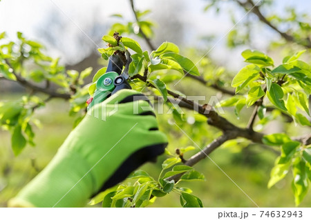 Spring pruning of garden fruit trees and bushes 74632943