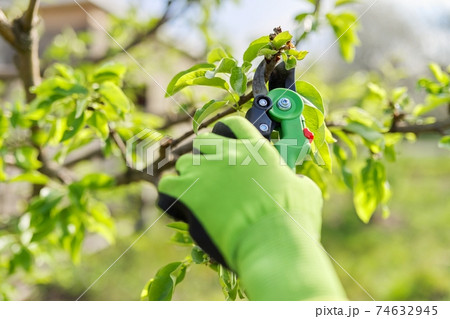 Spring pruning of garden fruit trees and bushes 74632945