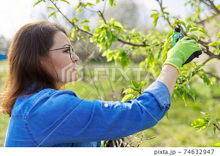 Spring pruning garden, woman with garden scissors pruning on fruit trees Spring pruning garden, woman with garden scissors pruning on fruit trees 74632947