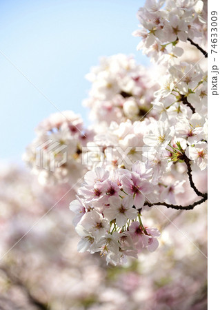 満開の花の桜の房 74633009